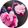 梅花